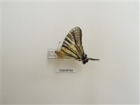 藏品(劍鳳蝶)的圖片